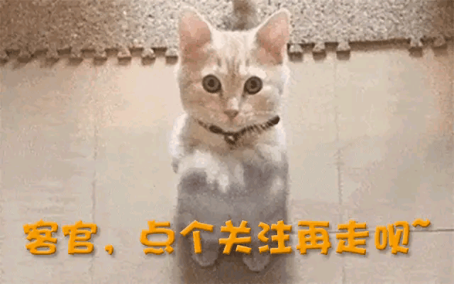 九游app64岁无儿无女的费翔还是崩溃了他给所有不婚不育的人提了个醒(图23)