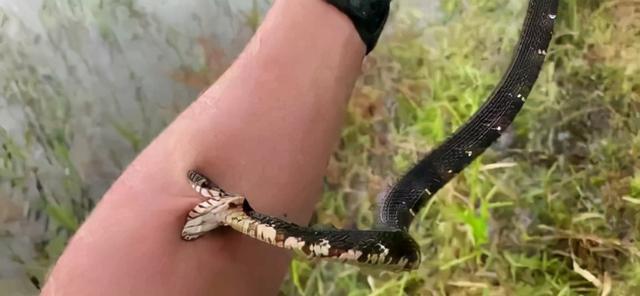 三亚蛇咬死人后续家属曝全过程俩医院恐担责女孩身份不一般(图5)