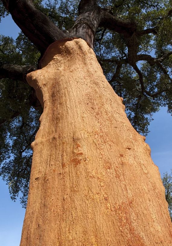 专访：软木-游艇甲板天然之选(图2)