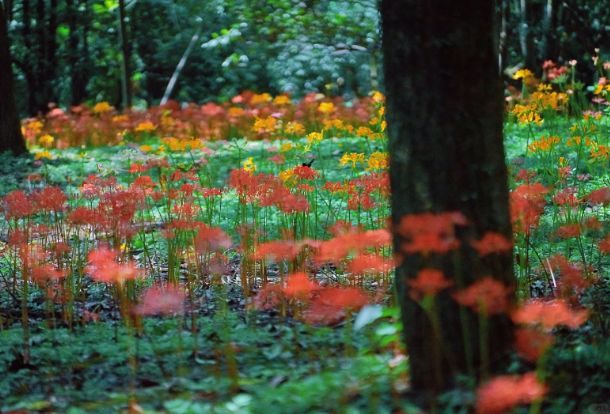 九游官方app入口杭州3天2晚私人订制团小团价格3日游订制游路线规划旅游攻略！(图2)