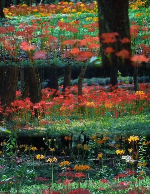 九游官方app入口杭州3天2晚私人订制团小团价格3日游订制游路线规划旅游攻略！(图1)