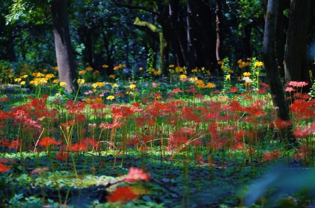 九游官方app入口杭州3天2晚私人订制团小团价格3日游订制游路线规划旅游攻略！(图6)