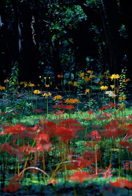 九游官方app入口杭州3天2晚私人订制团小团价格3日游订制游路线规划旅游攻略！(图5)