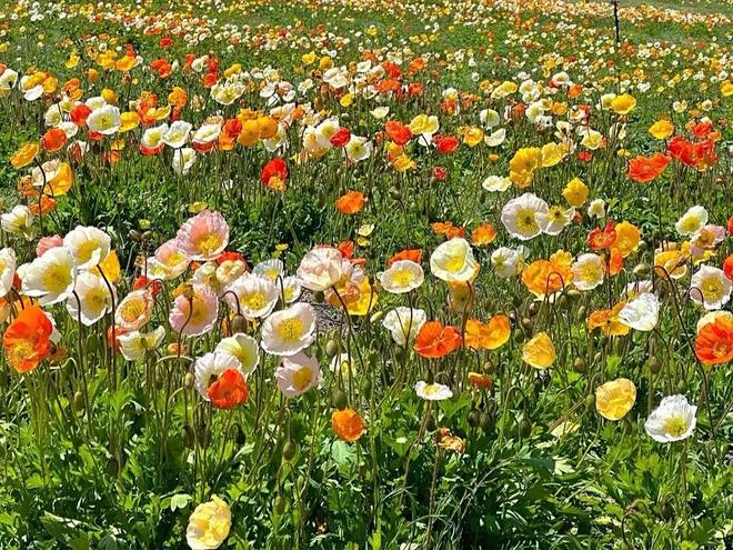 九游娱乐官方网站带娃、情侣闺蜜游新疆！远胜游乌鲁木齐10天纯玩团报价表超全攻略(图3)