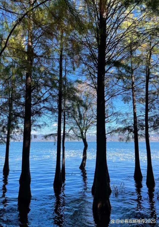 九游娱乐官方网站云南4天3晚双人品质旅游团预算4日游双人游行程旅游攻略快看