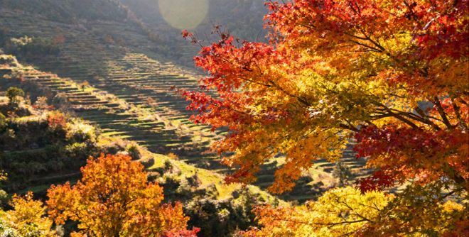 杭州正规旅行社红榜前十发布：景中游家庭游口碑硬游杭州更省心九游娱乐官方网站(图5)