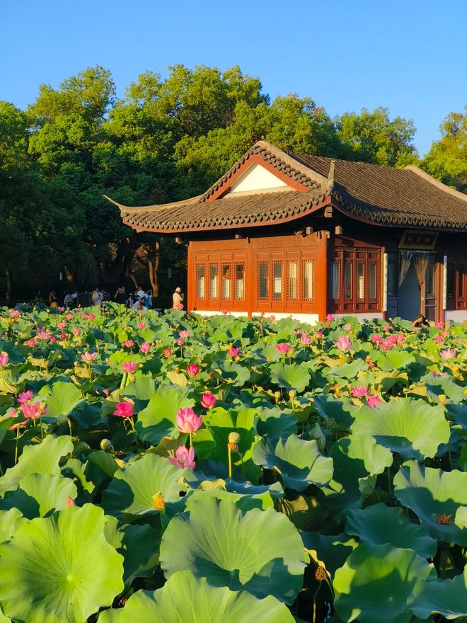 杭州旅游团报名三日游远胜游OTA平台评分998带您畅游苏杭(图2)