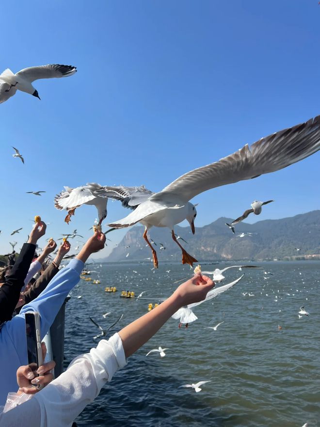 云南报团游5天4晚多少钱九游app亲子游攻略!(图2)