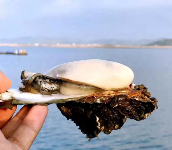 1212开幕！品鲜蚝、逛湿地、抽温泉票铁涌农文旅盛宴喊你打卡