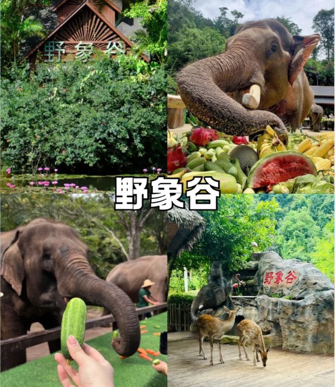 2026西双版纳口碑最好旅行社TOP10：朋游国旅好评如潮口碑封神(图2)